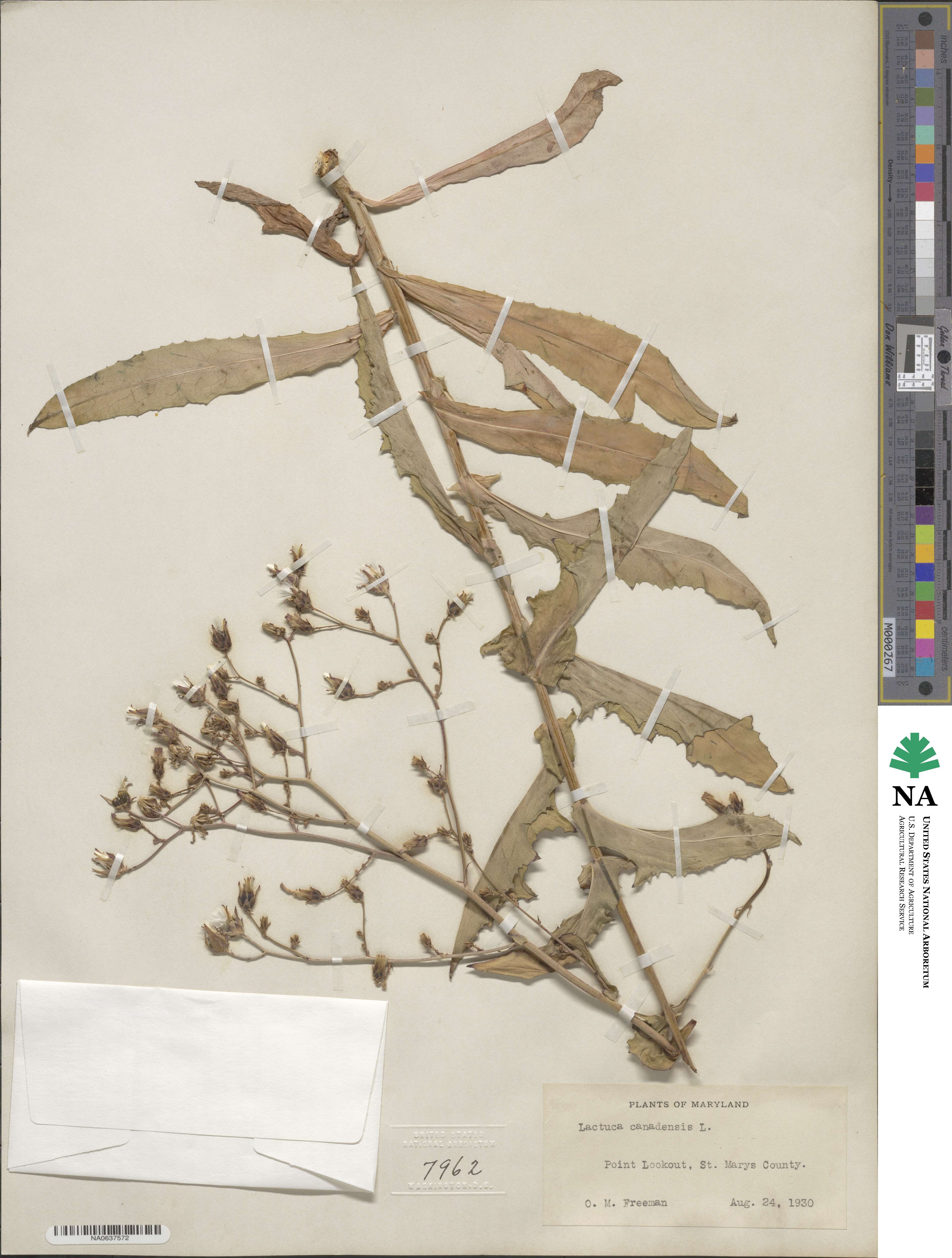 Lactuca canadensis image