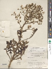 Lactuca canadensis image