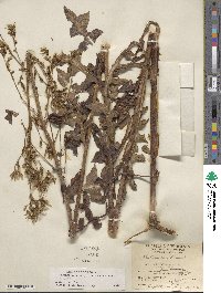 Lactuca canadensis image