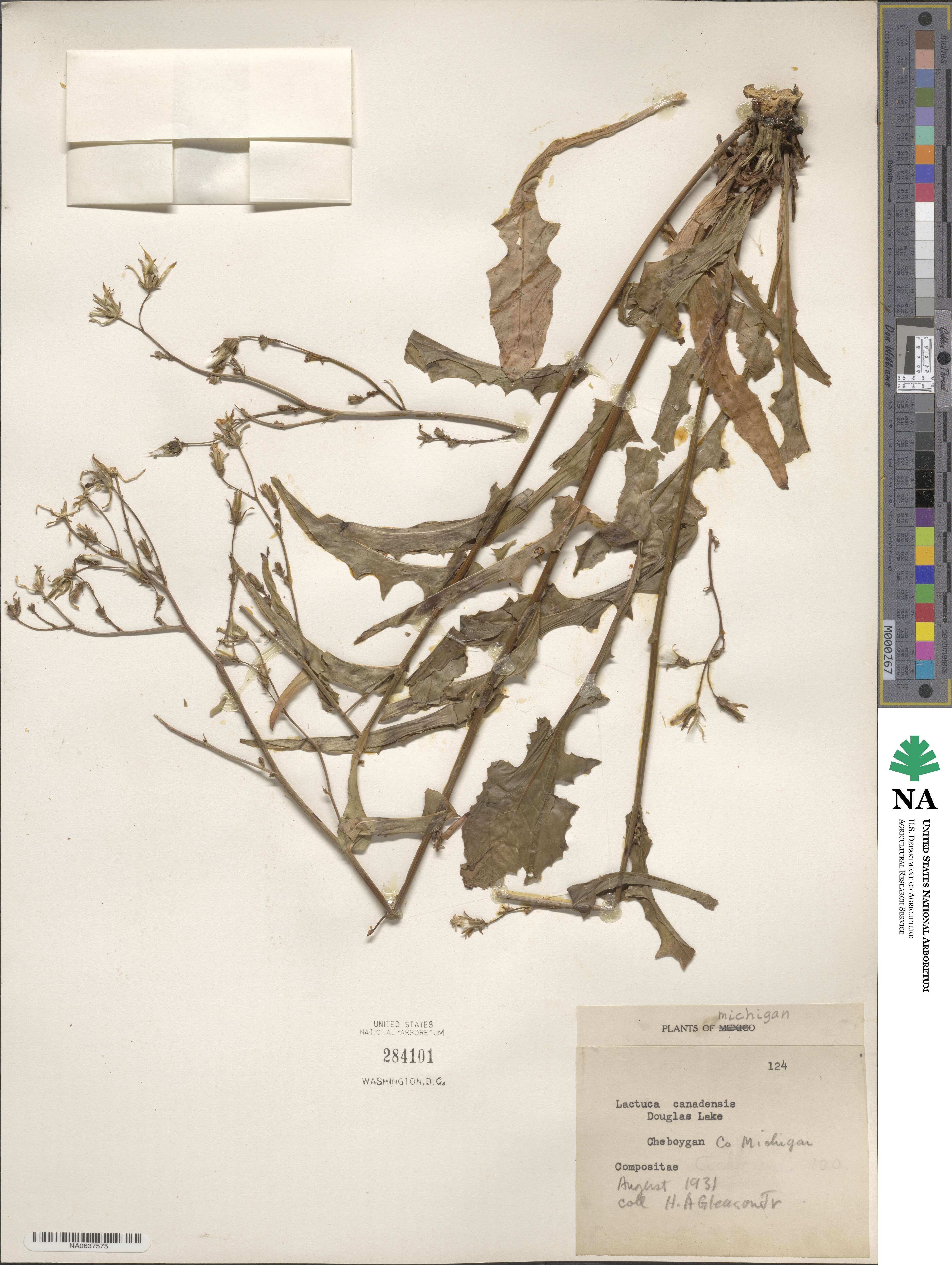 Lactuca canadensis image