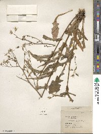 Lactuca canadensis image