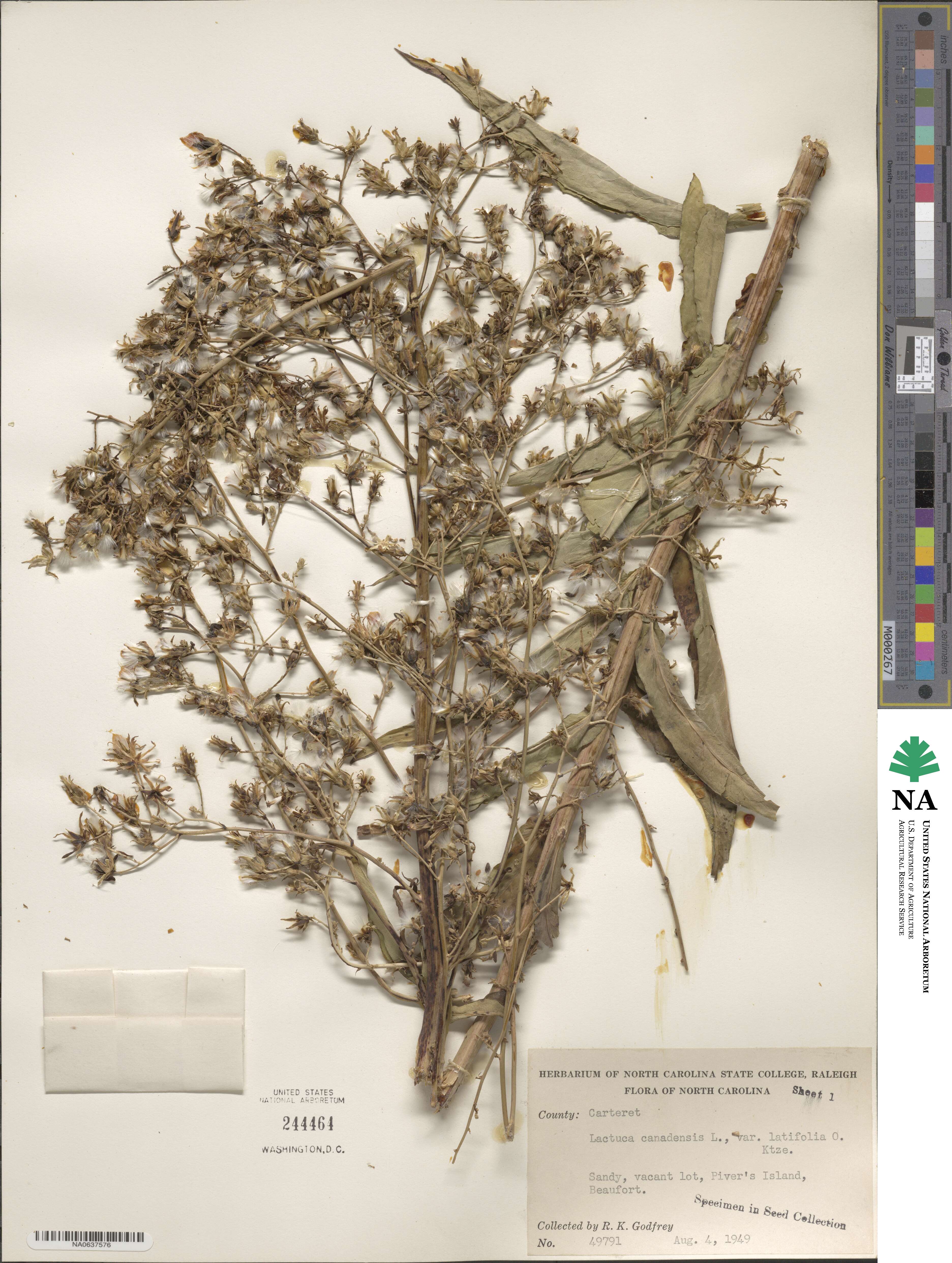 Lactuca canadensis image