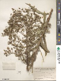 Lactuca canadensis image