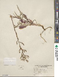 Lactuca canadensis image