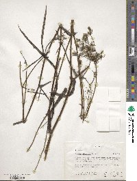 Sonchus bipontini image