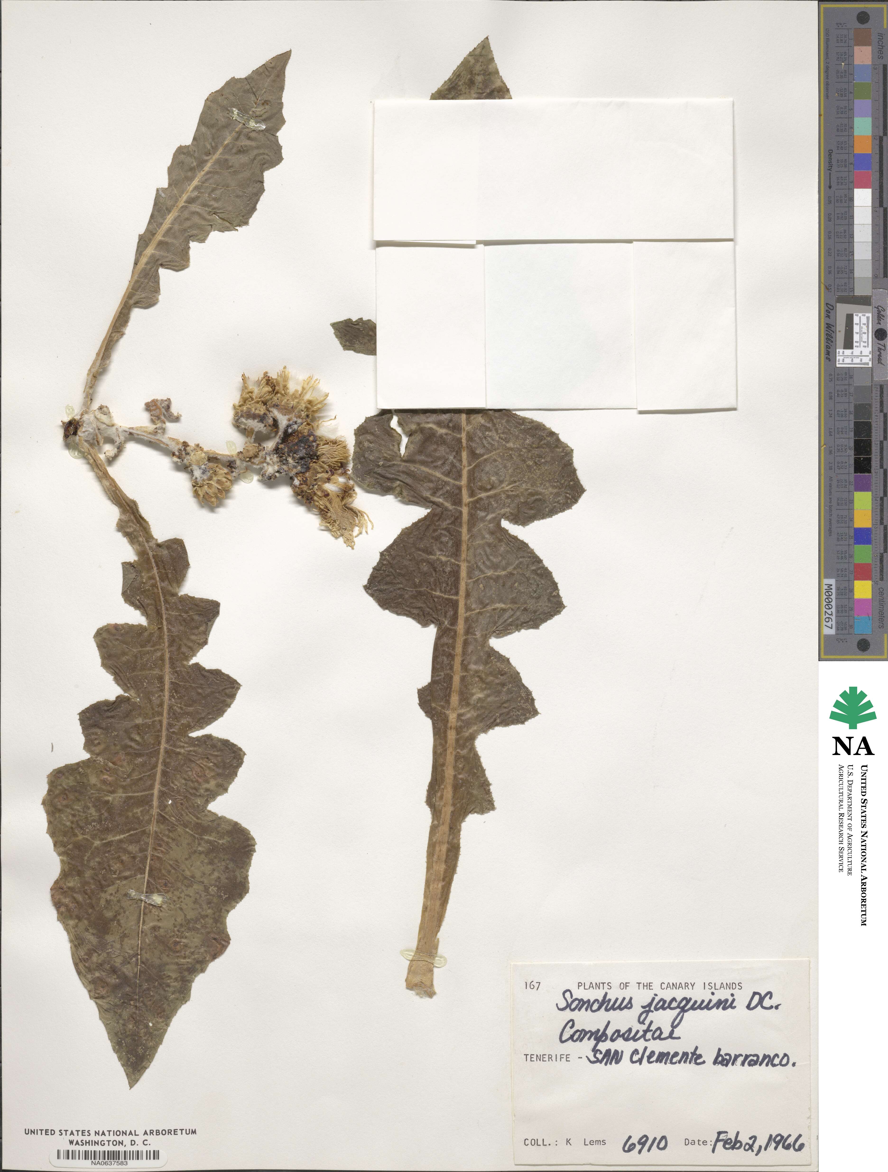 Sonchus congestus image