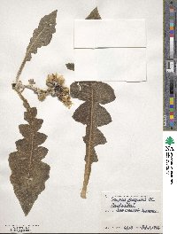 Sonchus congestus image