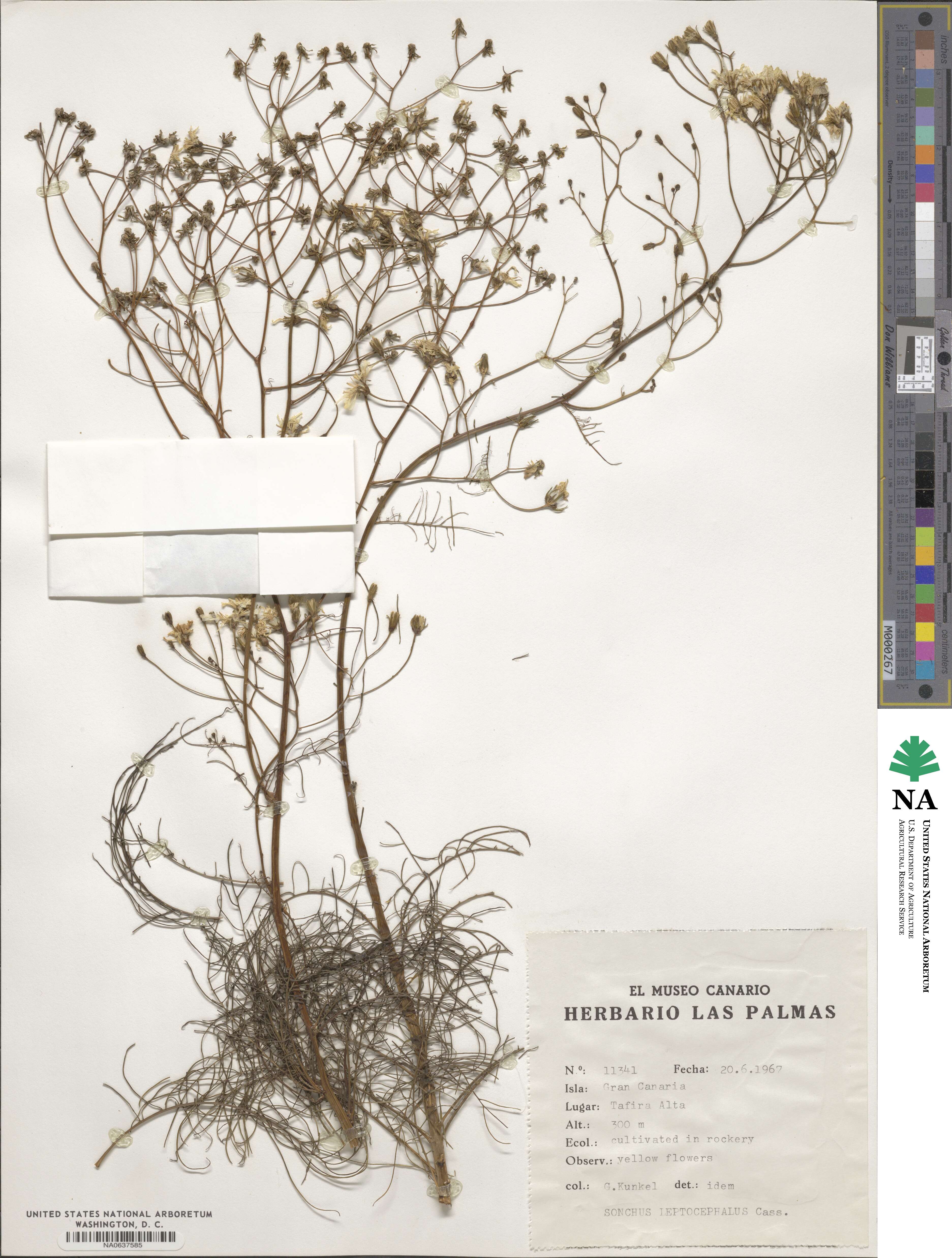 Sonchus leptocephalus image
