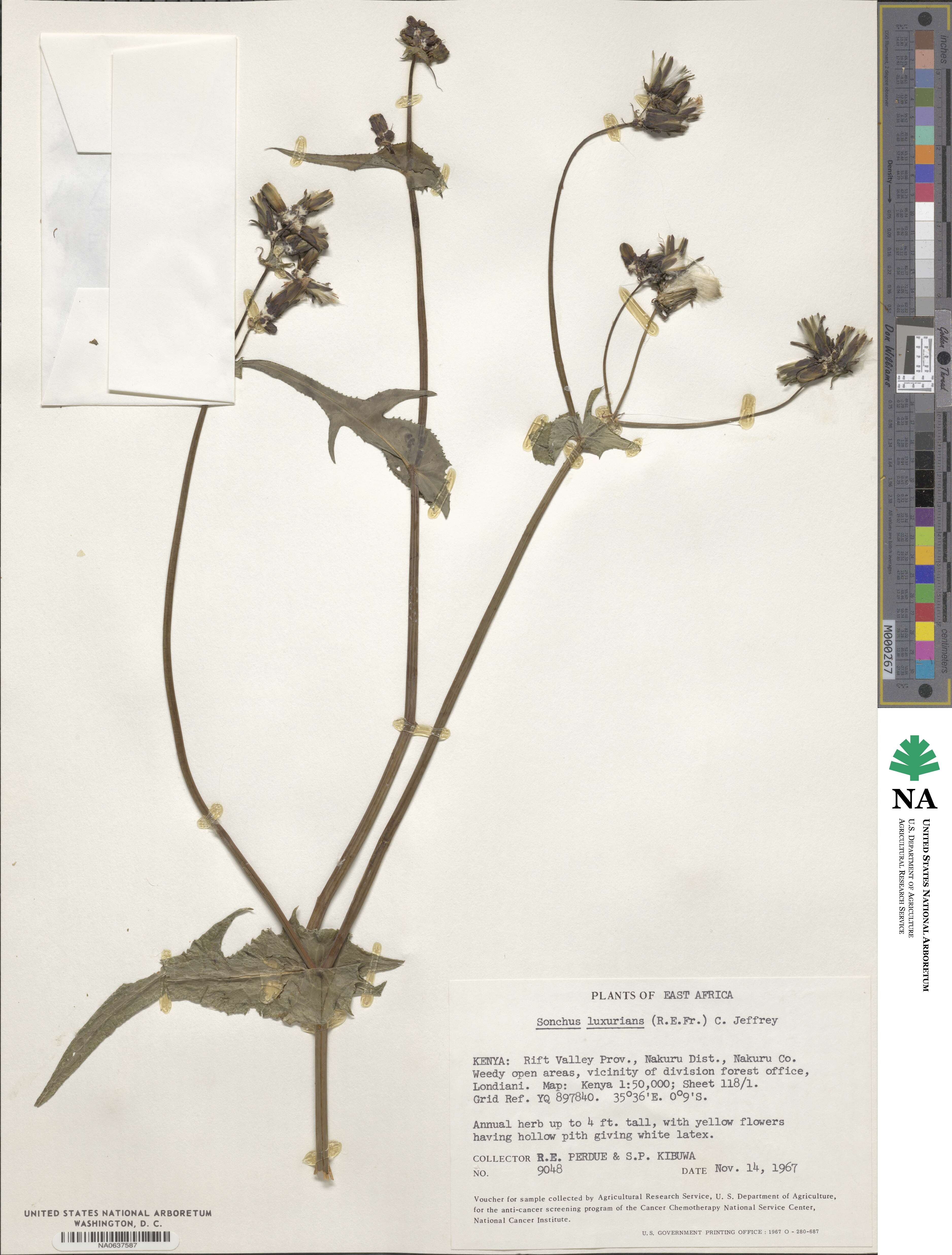 Sonchus luxurians image