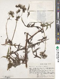 Sonchus luxurians image