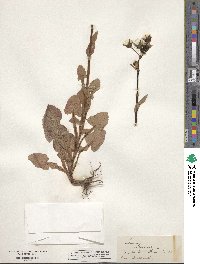 Sonchus oleraceus image