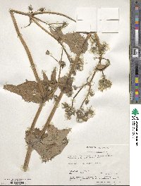 Sonchus oleraceus image