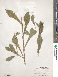 Sonchus asper image