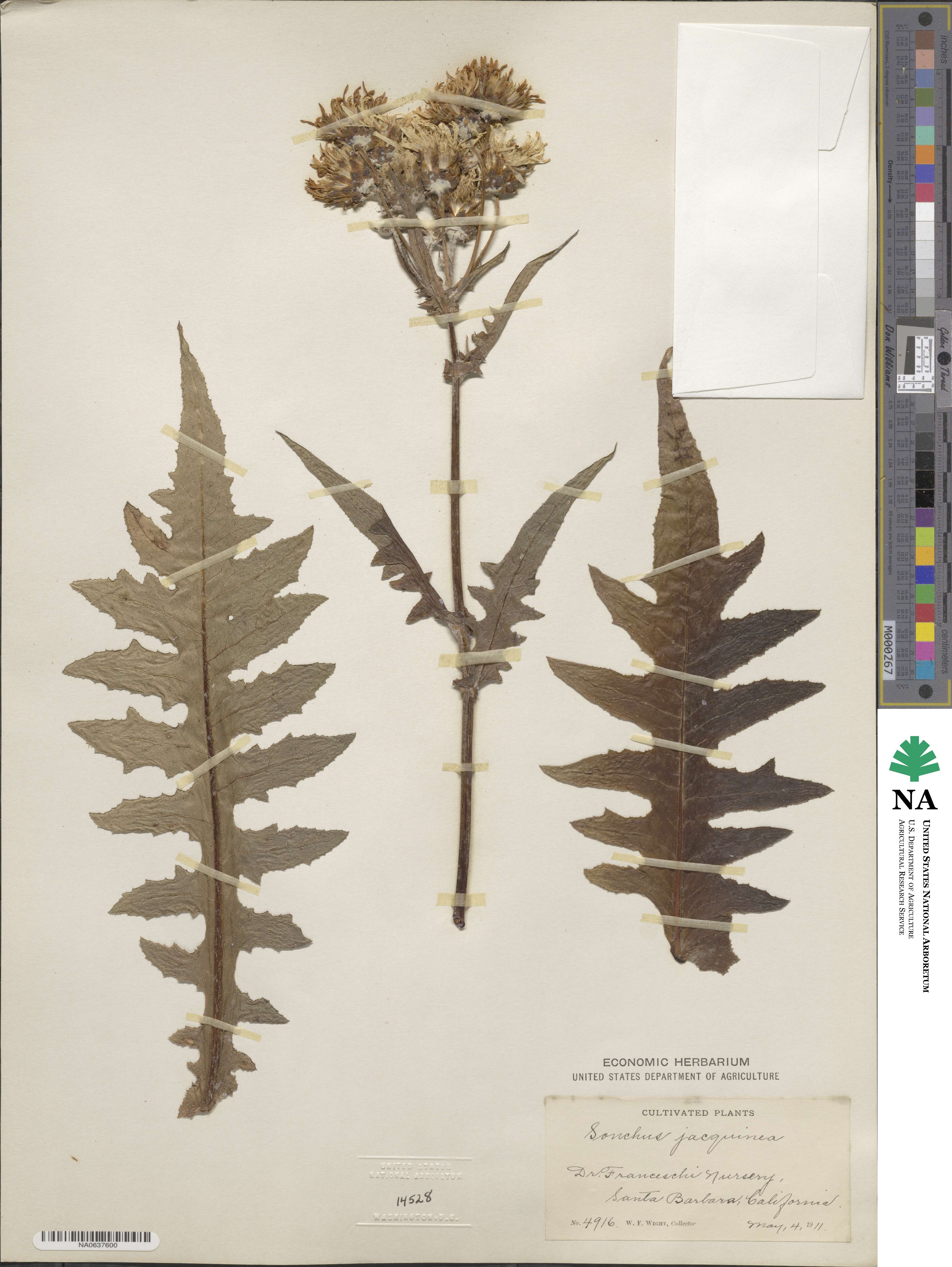 Sonchus congestus image