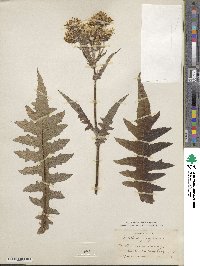 Sonchus congestus image