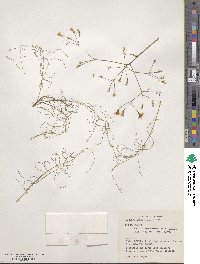 Sonchus leptocephalus image