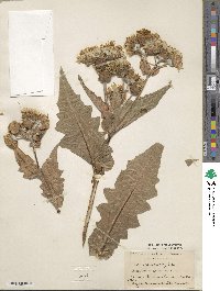 Sonchus congestus image