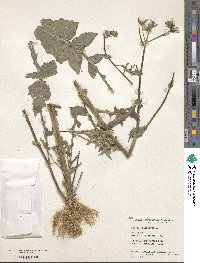 Sonchus oleraceus image