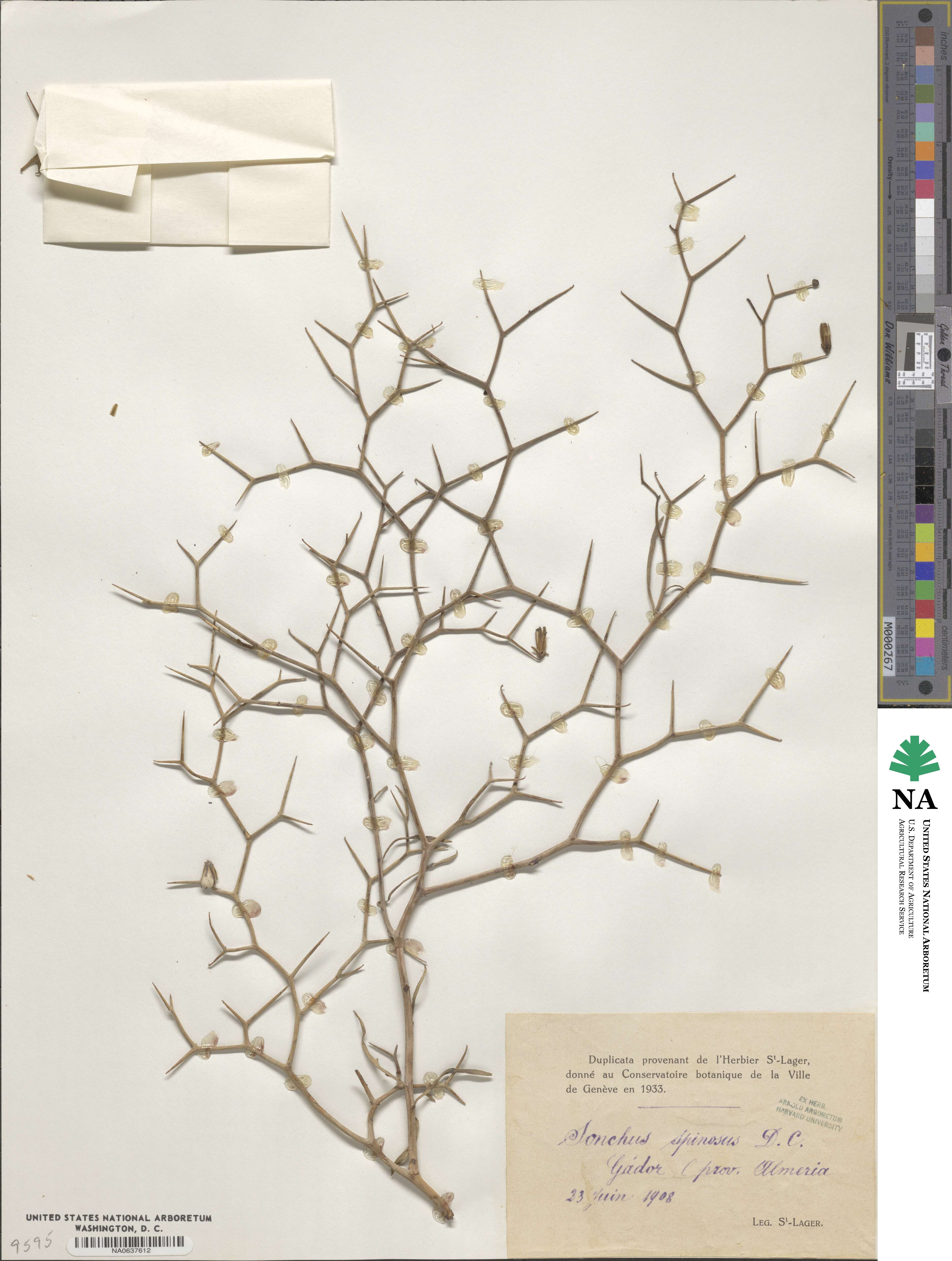 Sonchus spinosus image