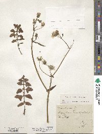 Sonchus tenerrimus image