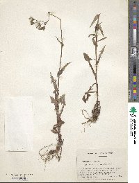 Sonchus oleraceus image