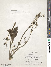 Sonchus oleraceus image