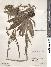 Sonchus arvensis image