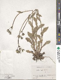 Sonchus asper image