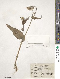 Sonchus asper image