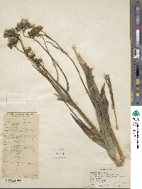 Sonchus asper image