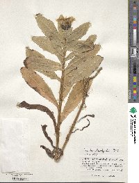 Sonchus brachyotus image