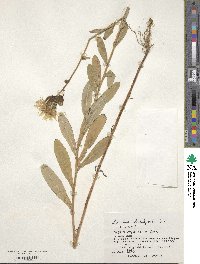 Sonchus brachyotus image