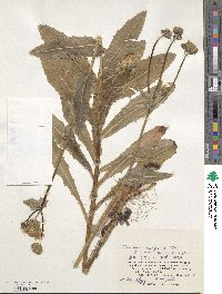 Sonchus brachyotus image