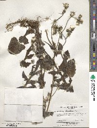 Sonchus oleraceus image