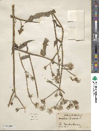 Sonchus oleraceus image