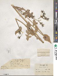 Sonchus oleraceus image