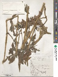 Sonchus oleraceus image