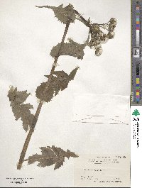 Sonchus oleraceus image