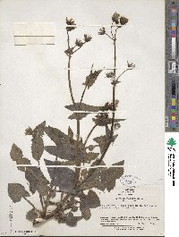 Sonchus oleraceus image