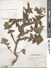 Sonchus oleraceus image