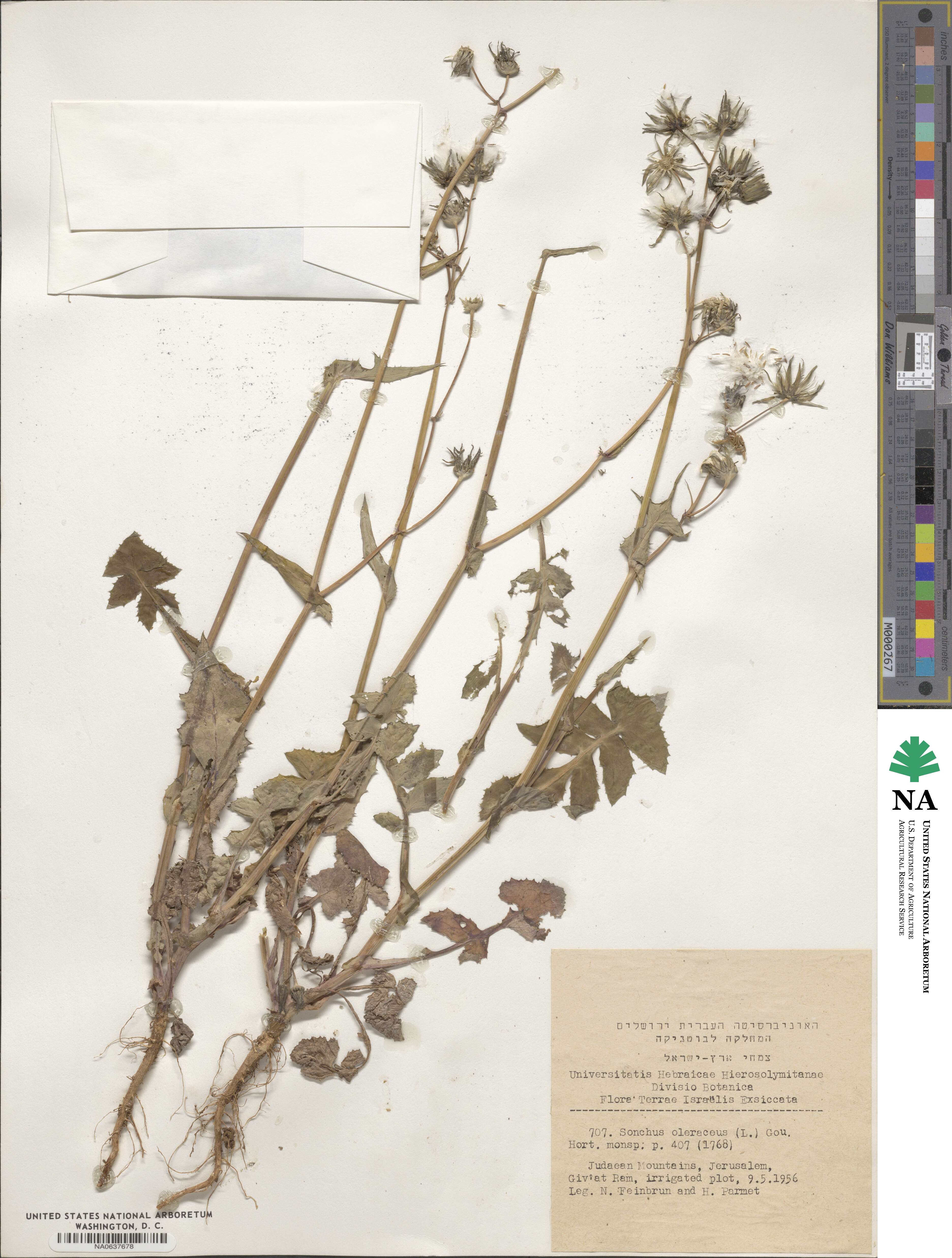 Sonchus image