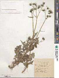 Sonchus oleraceus image