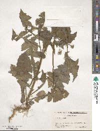 Sonchus oleraceus image