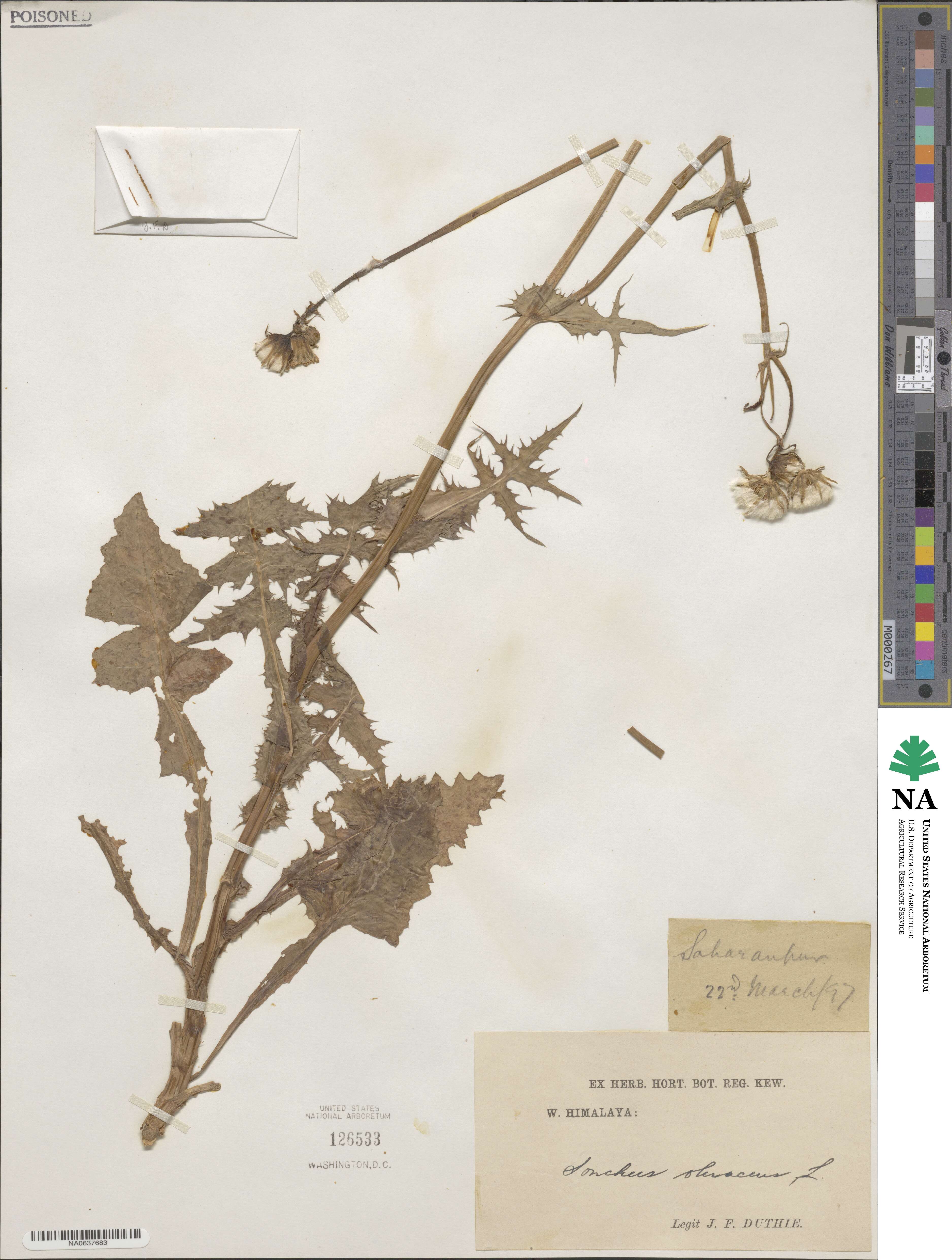 Sonchus oleraceus image