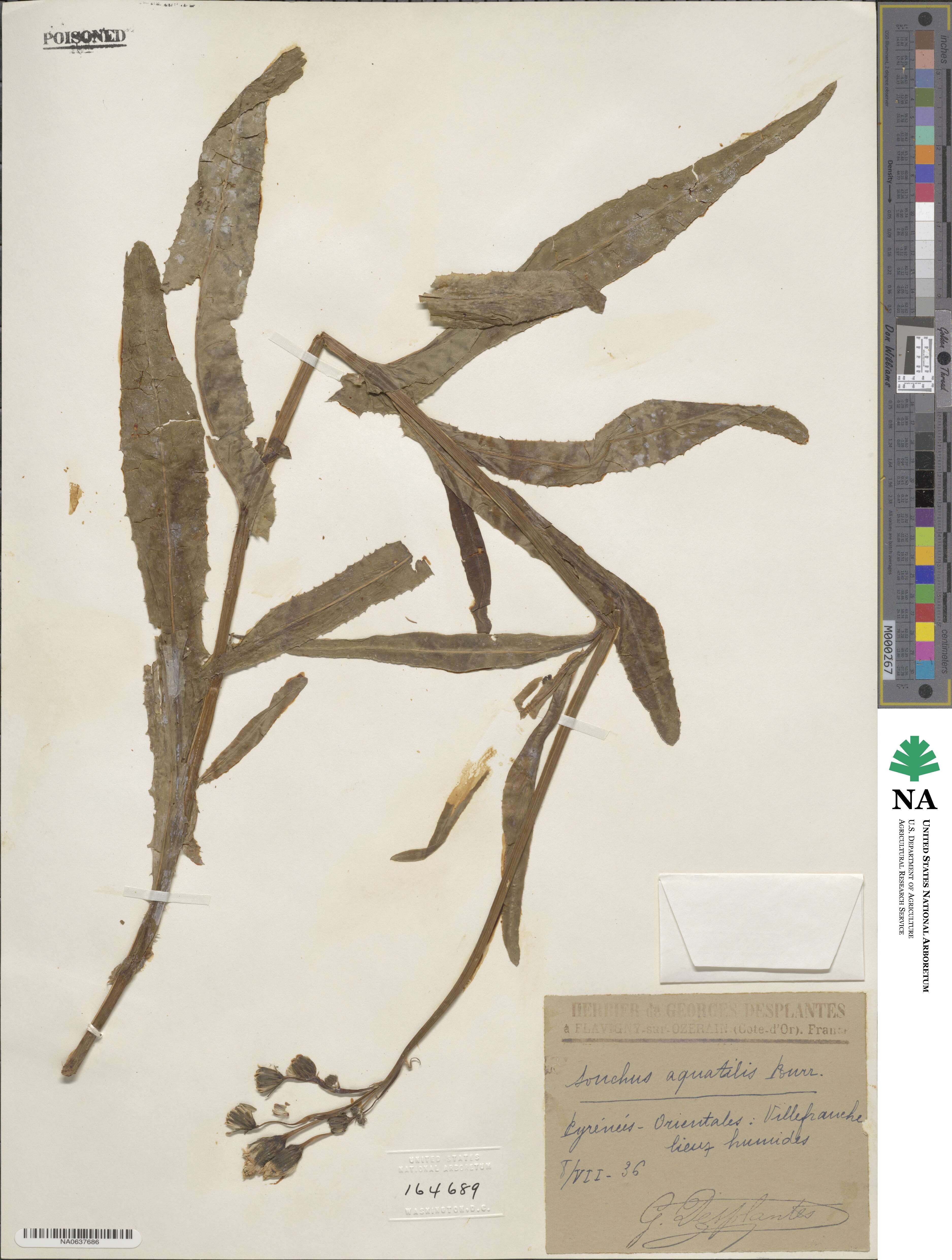 Sonchus aquatilis image
