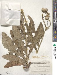 Sonchus arvensis image