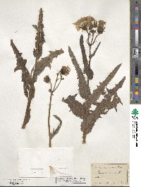 Sonchus arvensis image