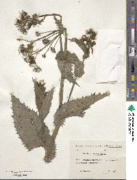 Sonchus asper image