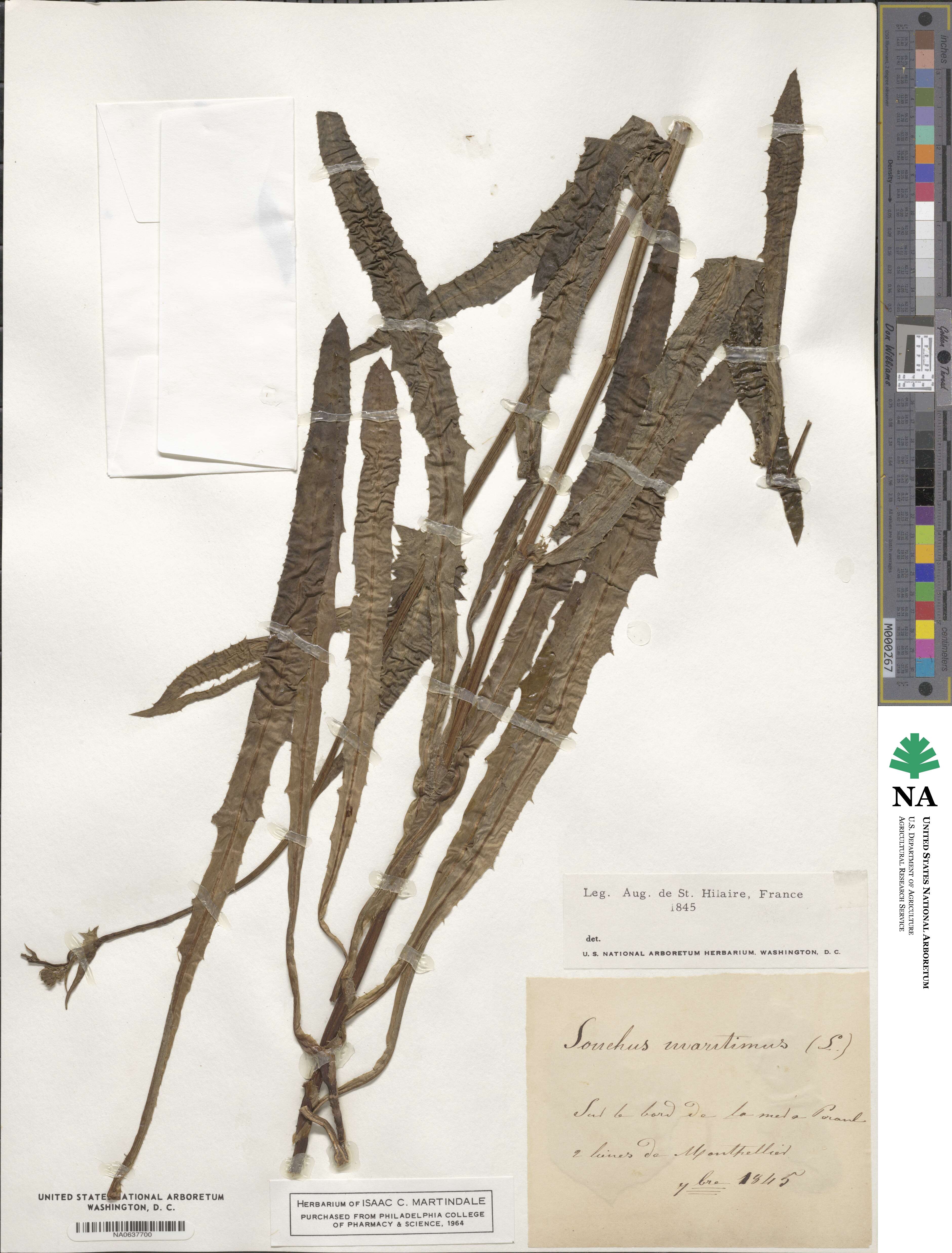 Sonchus maritimus image