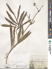 Sonchus maritimus image